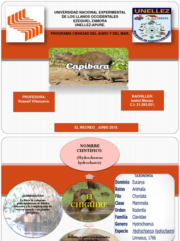 Capibara | PDF