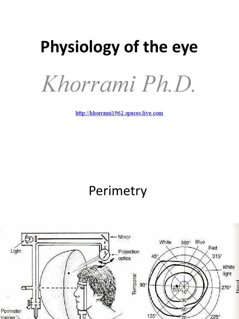 Eye Physiology and Movement Mechanisms | PDF | Brainstem | Visual Cortex