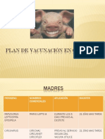 Plan de Vacunacin en Cerdos 1