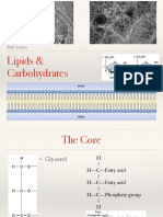 B101 Lipids Carbohydrates