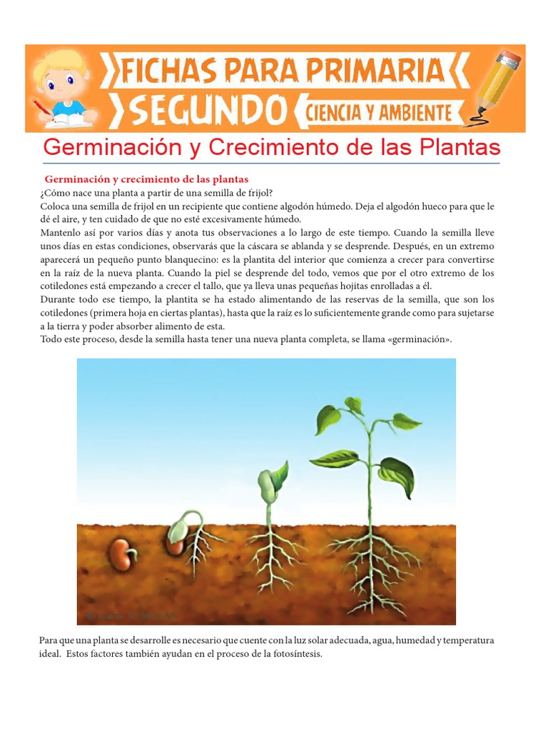 GerminaciónyCrecimientodelasPlantasparaSegundode