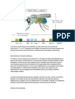 Genes Hox y síndromes humanos