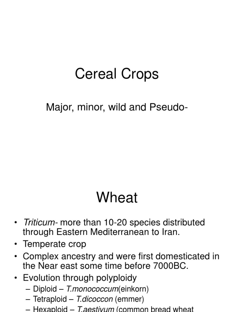 Cereal Crops PDF Wheat Cereals