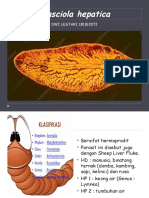 Fasciola Hepatica