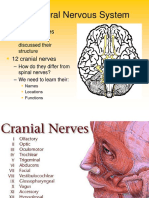 Central Nervous System