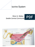 Endocrine System: Brian G. Walker Seattle Central Community College