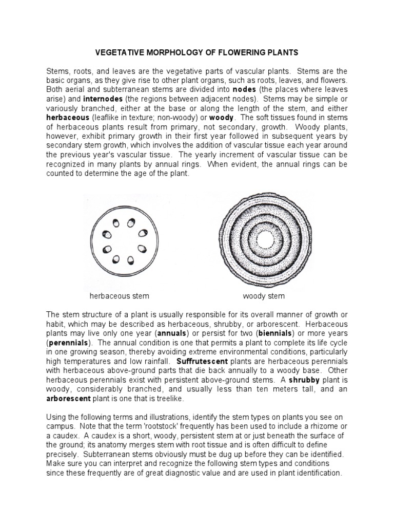 Vegetative Morphology of Plants | PDF | Leaf | Plant Stem