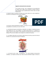 Irrigacion e Inervacion de Los Musculos