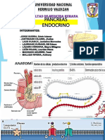 Pancreas Endocrino Unheval