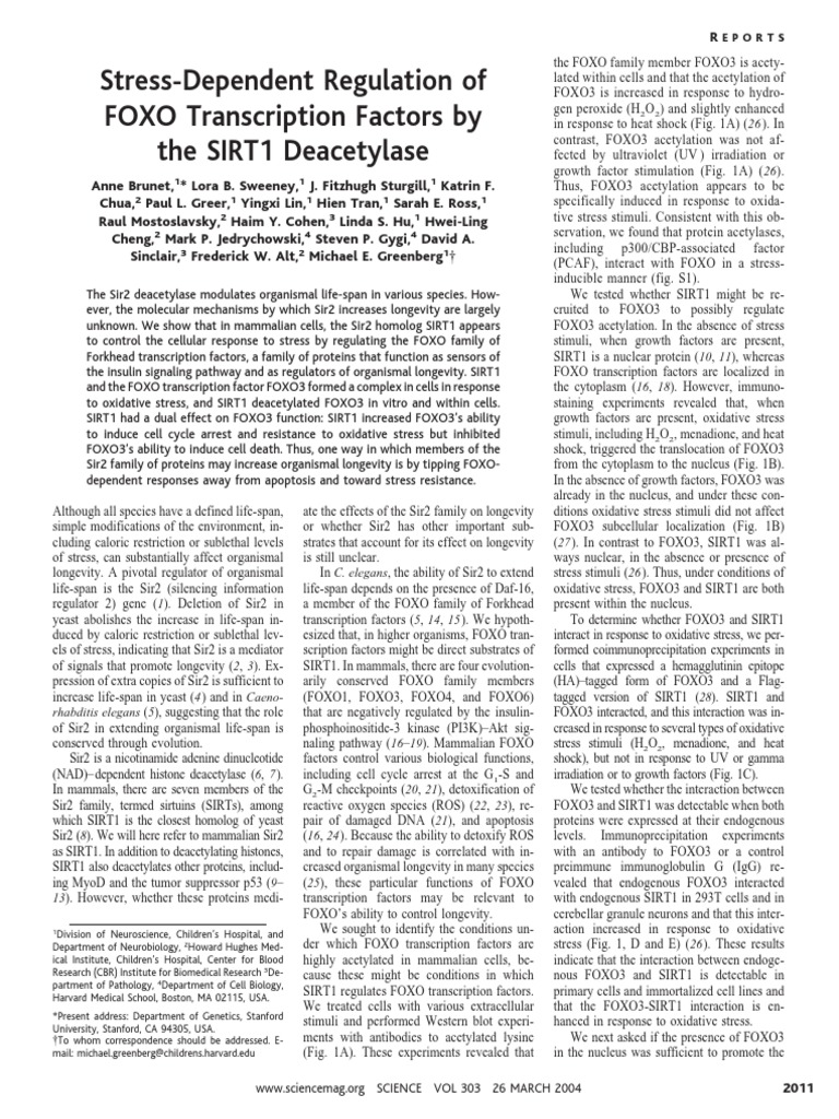 SIRT1 Regulates FOXO3 in Stress Response | PDF | Acetylation | Chemistry