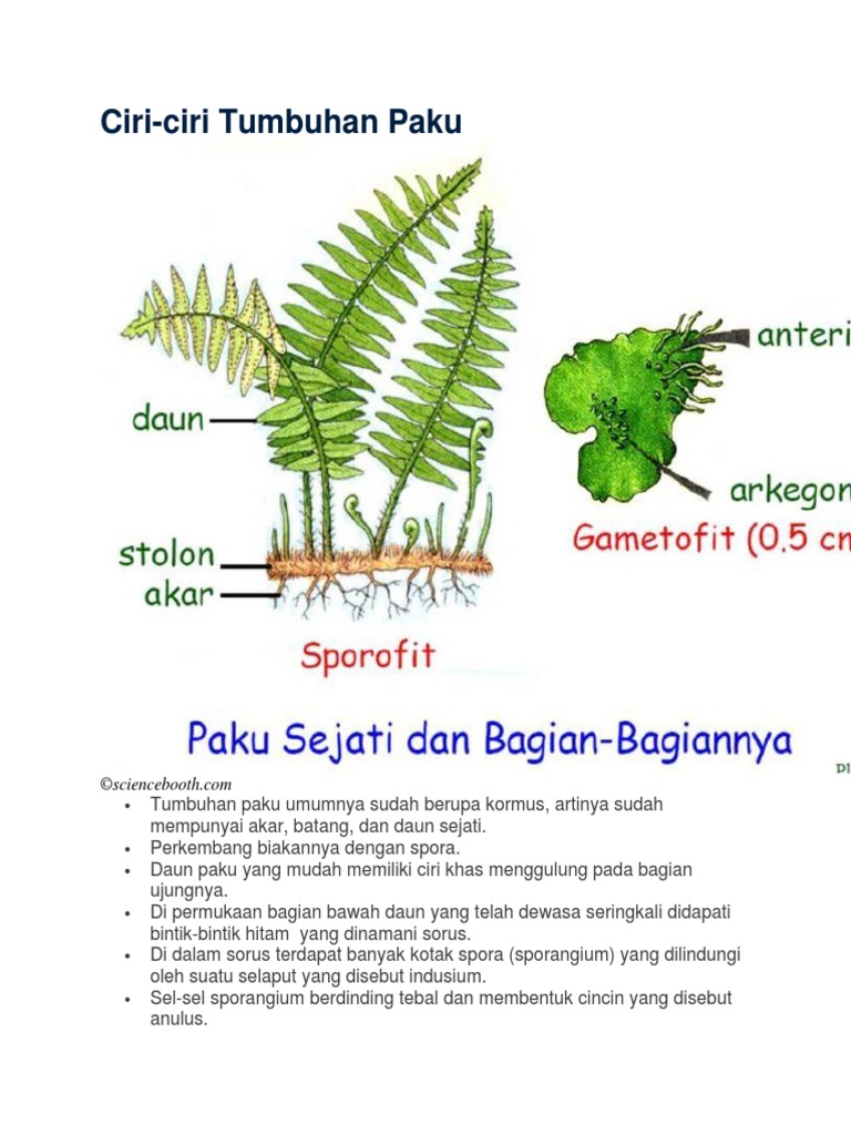 Tumbuhan Paku