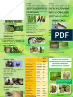 Brochure Plátano