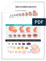 Embryo and Fetus Development Stages