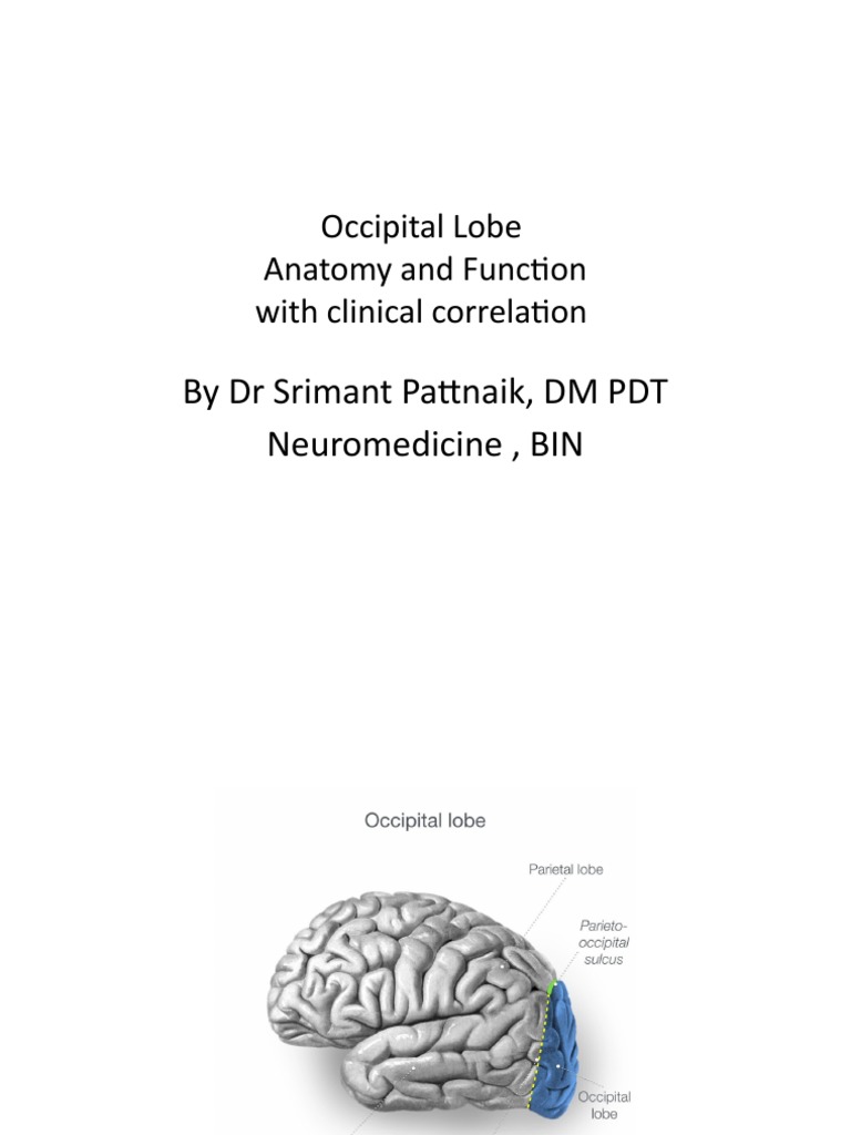 Occipital Lobe | PDF | Occipital Lobe | Central Nervous System