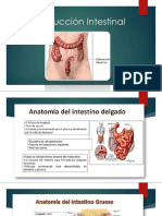 Obstrucción Intestinal Expo Final