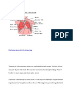 Respiratory System