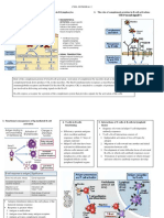 The Role of Complement Proteins in B-Cell Activation C3d ("Second Signals") 1. Antigen Receptor-Mediated Signal Transduction in B-Lymphocytes