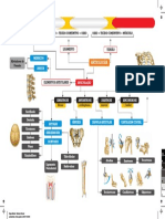 Mapa Mental - Sistema Articular PDF