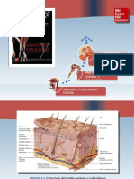 Saladin Anatomia 6a Diapositivas c06 SIST TEGUMENTARIO