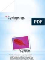 Cyclops SP