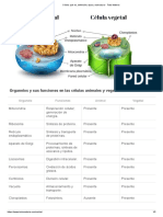 Célula - Qué Es, Definición, Tipos y Estructura - Toda Materia