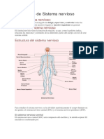 Estructuta Del Sistema Nervioso