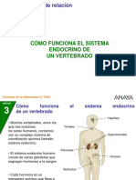 Sistema Endocrino