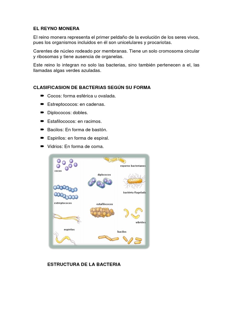 El Reyno Monera | PDF | Cianobacterias | Las bacterias