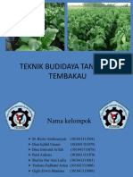 Budidaya Tembakau