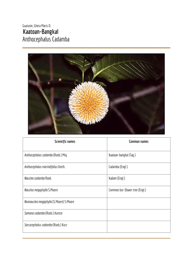 Anthocephalus Cadamba: Kaatoan-Bangkal | PDF | Polyphenol | Trees