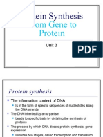 Protein Synthesis - Transcription and Translation