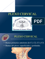 6 Plexo Cervical