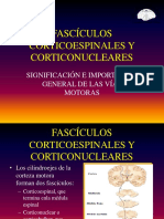 40 Fascículos Corticoespinales y Corticonucleares