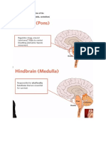 The Basic Structure and Function of The 1. Hindbrain (Pons, Medulla, Cerebellum)