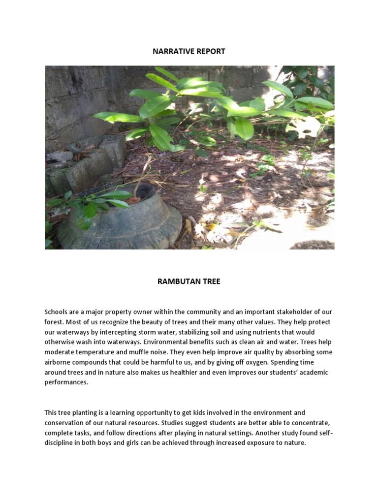 Rambutan | PDF