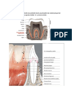 Ligamen Periodontal