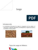 Sorgo: estructura, tipos y usos