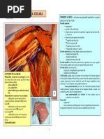 LP4 AXILA ARTERA AXILARA PLEXUL BRAHIAL.pdf