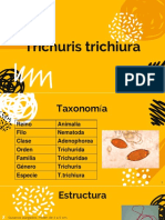 Trichuris trichiura: estructura, epidemiología, diagnóstico y tratamiento