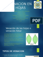 Venacion en Hojas