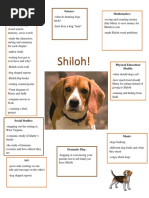 Shiloh Web