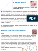 Modificaciones Aparato Urogenital durante el embarazo.