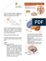 sistema nervoso.pdf