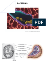 Expresion genética virus y procariotas 2019 2