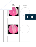 Perbesaran Gambar Asli Hasil Gambar: Nama Preparat: SD-21 Pancreas