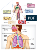 Cuerpo Humano