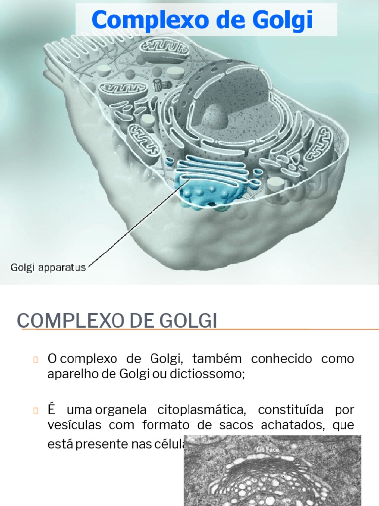 Funções e Estrutura do Complexo de Golgi | PDF | Vesícula (Biologia e ...