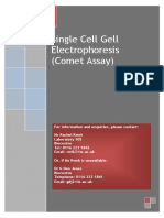 Single Cell Gel Electrophoresis