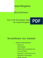 Tour of Invertebrate Animals