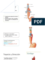 ESOFAGO ANATOMIA